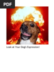 Look at Your Dog's Expression.docx