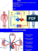 Ligaturile Lui Stanius - LP 1 Cardio-Vascular FMAM