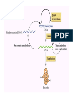 Transcripción