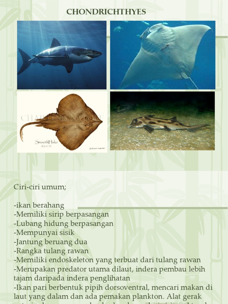 CHONDRICHTHYES | PDF