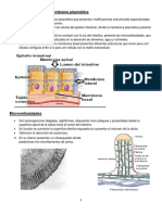 Diferenciaciones_de_membrana_-_P.pdf