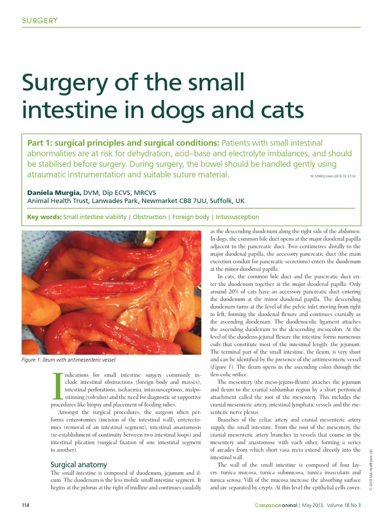 Surgey of the Small Intestine in Dogs and Cats Part 1 Small Intestine
