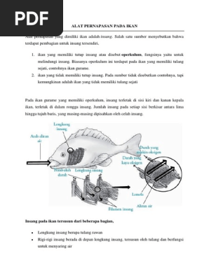Alat Pernapasan Pada Ikan Pdf