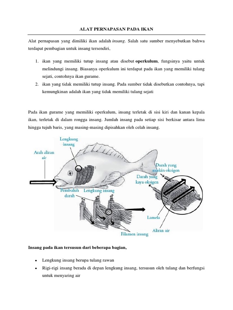 Alat Pernapasan Pada Ikan Pdf