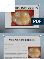 MOLARES_INFERIORES