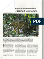 Verdwijnt de Jaguar Uit Suriname - Parbode NR 49 Mei 2010