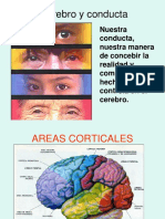 cerebro y conducta2011[1].pdf