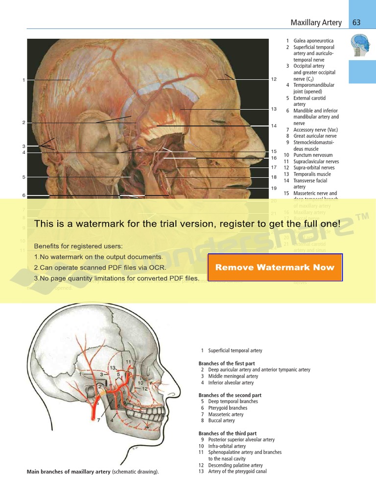 Pages From Color Atlas of Anatomy A Photog. Study of The Human Body