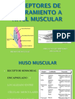 Receptores de Estiramiento A Nivel Muscular