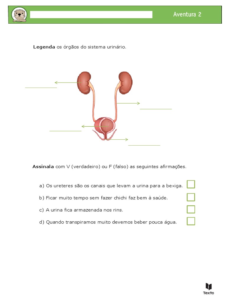 Órgãos Do Sistema Urinário | PDF