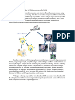 Kerajasama Antara Sel T Dan Sel B Dalam Merespon Zat Kebal