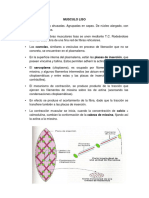 MUSCULO Histologia