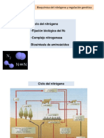 Ciclo N y Biosintesis de Aa