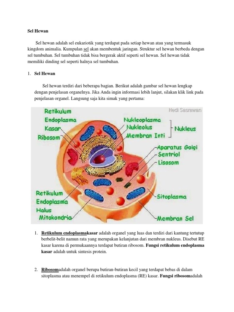  Gambar  Sel  Hewan  Dan  Tumbuhan Beserta  Bagiannya  Tempat 