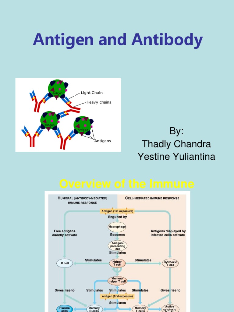 Antigen and Antibody Overview | PDF | Antibody | Antigen