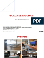 Plaga de Palomas