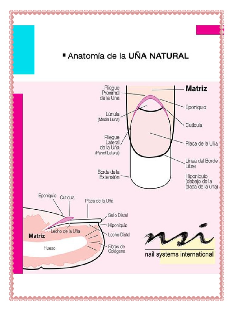 La Nail (Anatomy) Nature