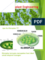 Chloroplast Engineering