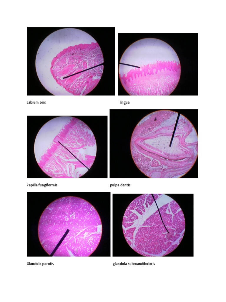 Histology of the Labium Oris | PDF
