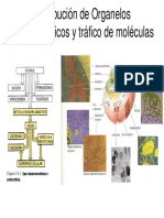Organelos PDF