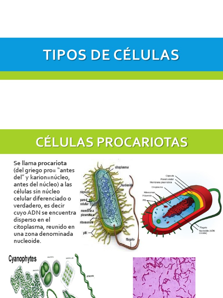 Tipos de Células: Procariotas y Eucariotas | PDF | Algas | Eucariotas