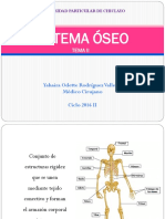 Sistema Óseo (2)