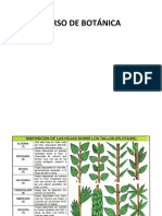 Curso de Botanica