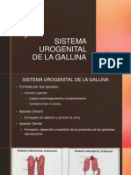 Sistema Urogenital de La Gallina