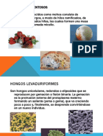 Tipos de hongos: Filamentosos vs Levaduriformes