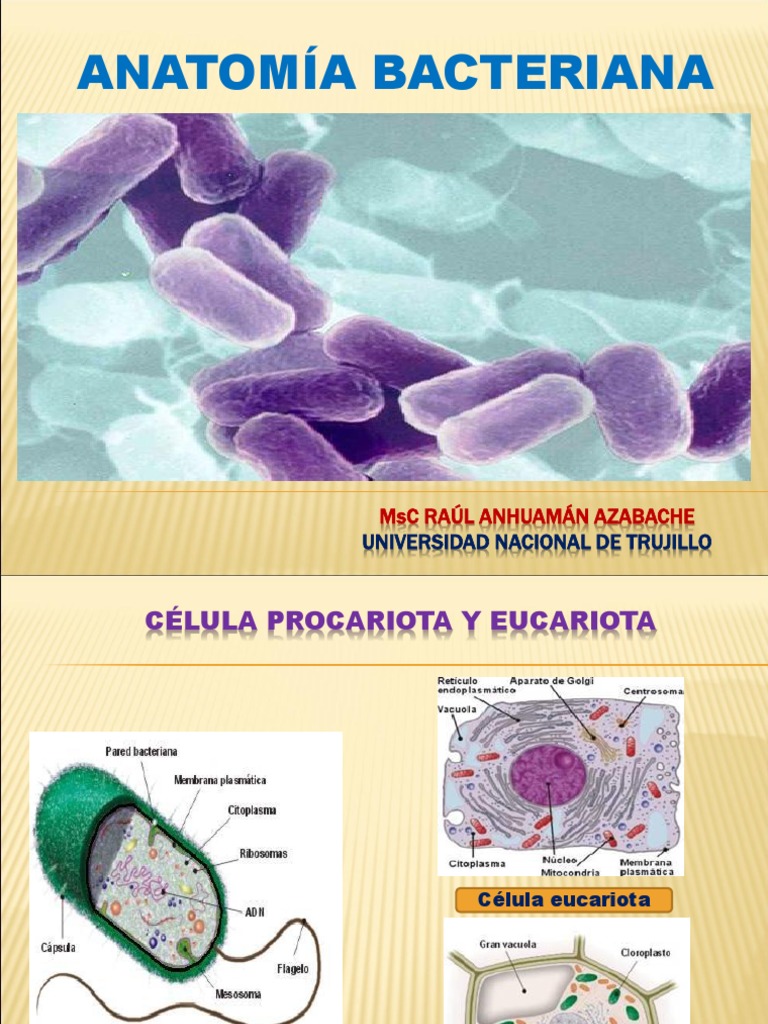 Anatomía Bacteriana y Estructura Celular | PDF | Las bacterias | Citoplasma