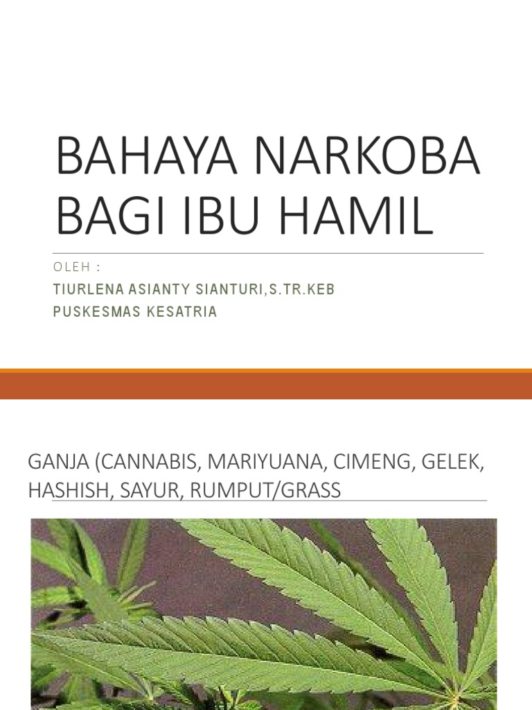 Unduh 83 Koleksi Gambar Hashish Narkoba Terbaik Gratis HD