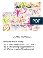 Anatomi Panggul.pptx