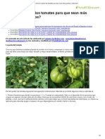 ¿Cómo Se Podan Los Tomates para Que Sean Más Grandes y Sabrosos - PDF