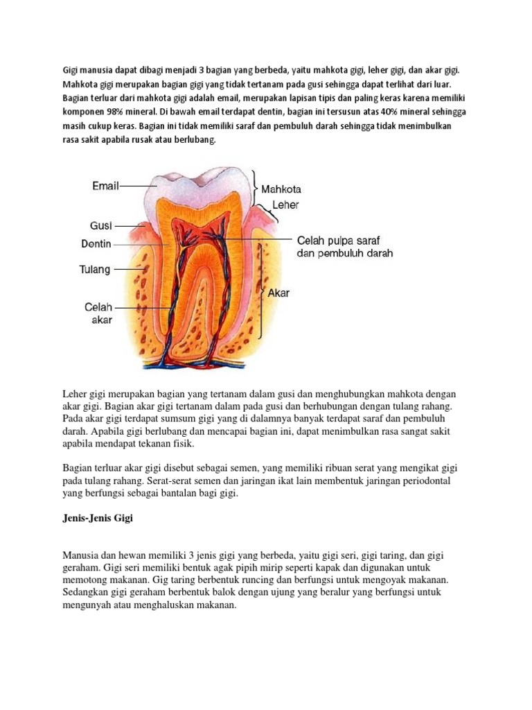 Struktur dan Jenis Gigi Manusia | PDF | Kesehatan Holistik