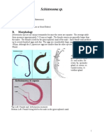 Schistosoma sp. Classification and Lifecycle