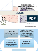 HONGOS