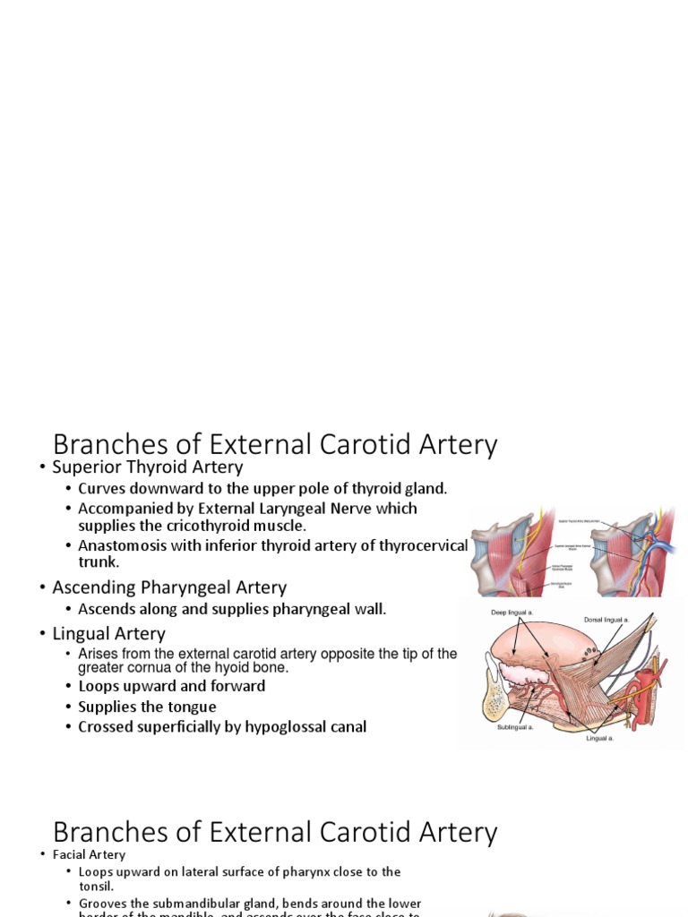 External Carotid Artery Branches Overview | PDF | Common Carotid Artery ...