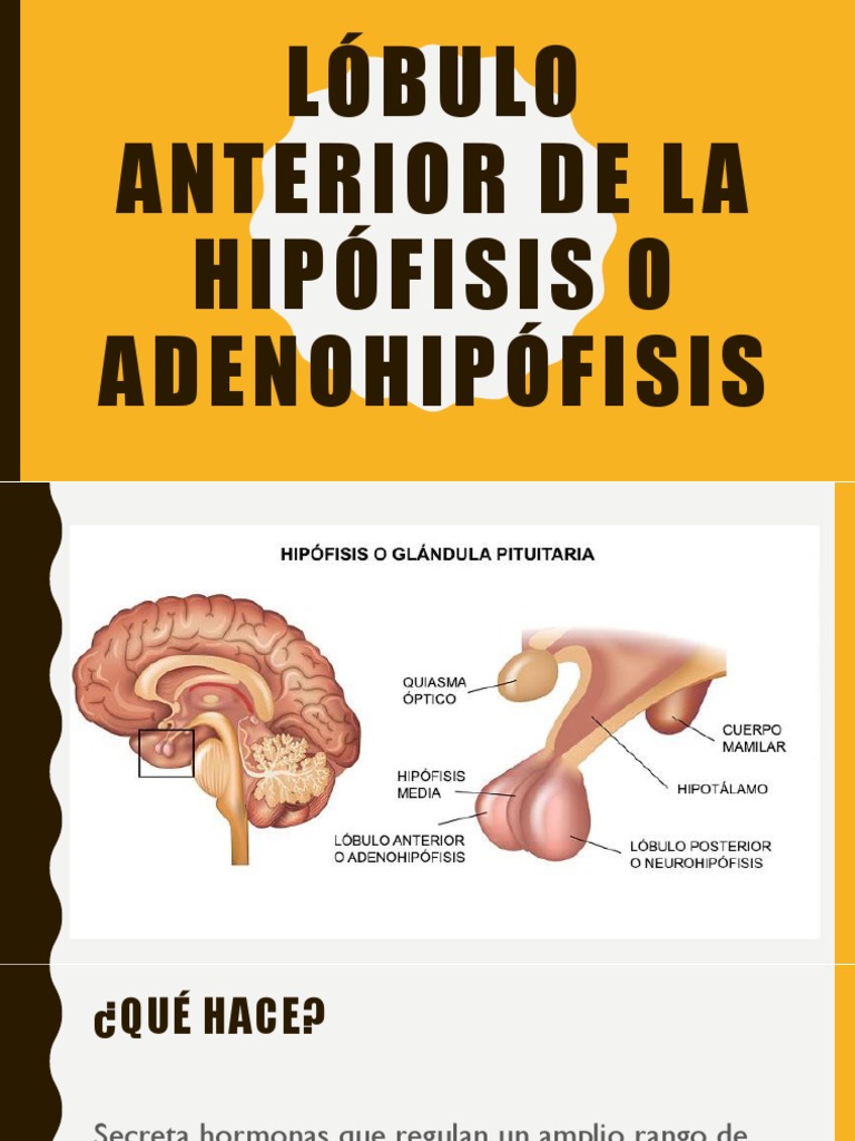 Adenohipófisis | PDF | Glándula pituitaria | Hormona luteinizante
