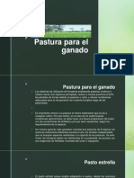 Pasturas para ganado