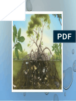 caracteristica manglar.pptx