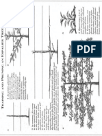Pruning Tree PDF