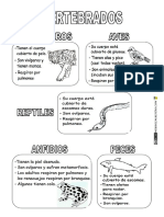 Animales Vertebrados Clasificación 2 PDF