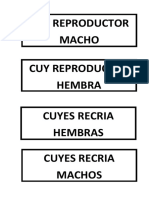 Cuy Reproductor Macho Cuy Reproductor Hembra Cuyes Recria Hembras Cuyes Recria Machos