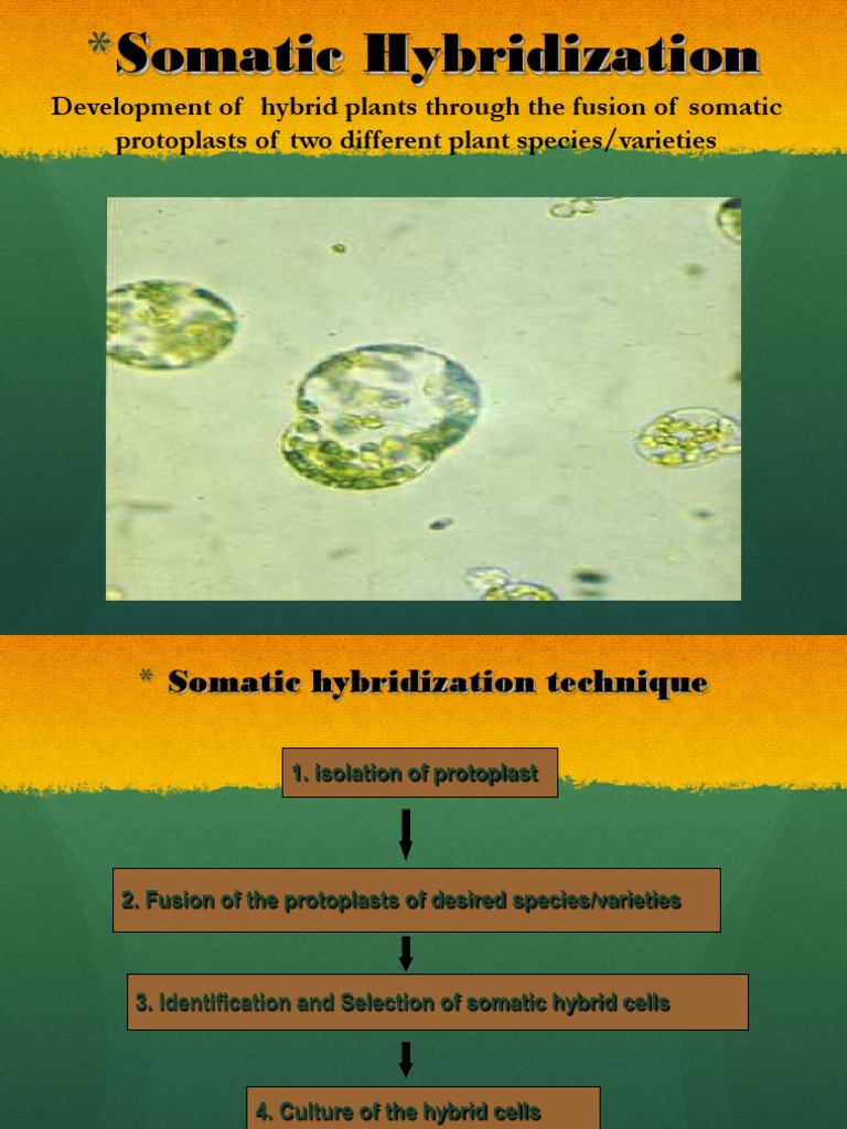 1.Somatic Hybridisation | Hybrid (Biology) | Gene