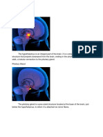 Glands Structure and Location