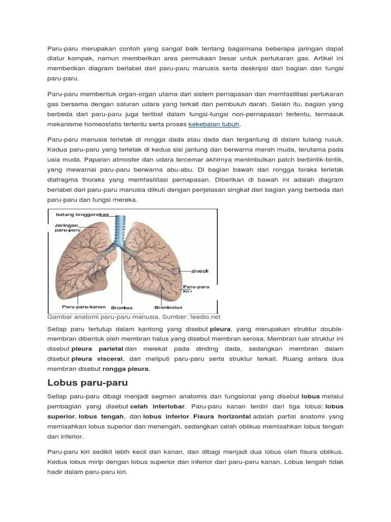 239519239 Gambar Paru Paru Dan Bagiannyadocx