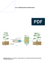 Agrobacterium Plant Transformation Tool