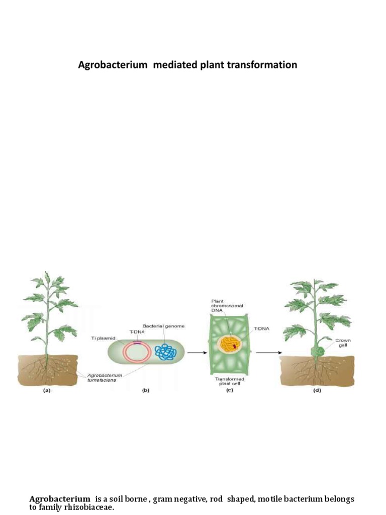 Agrobacterium Mediated Plant Transformation | PDF