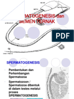 5 Spermatogenesis 3