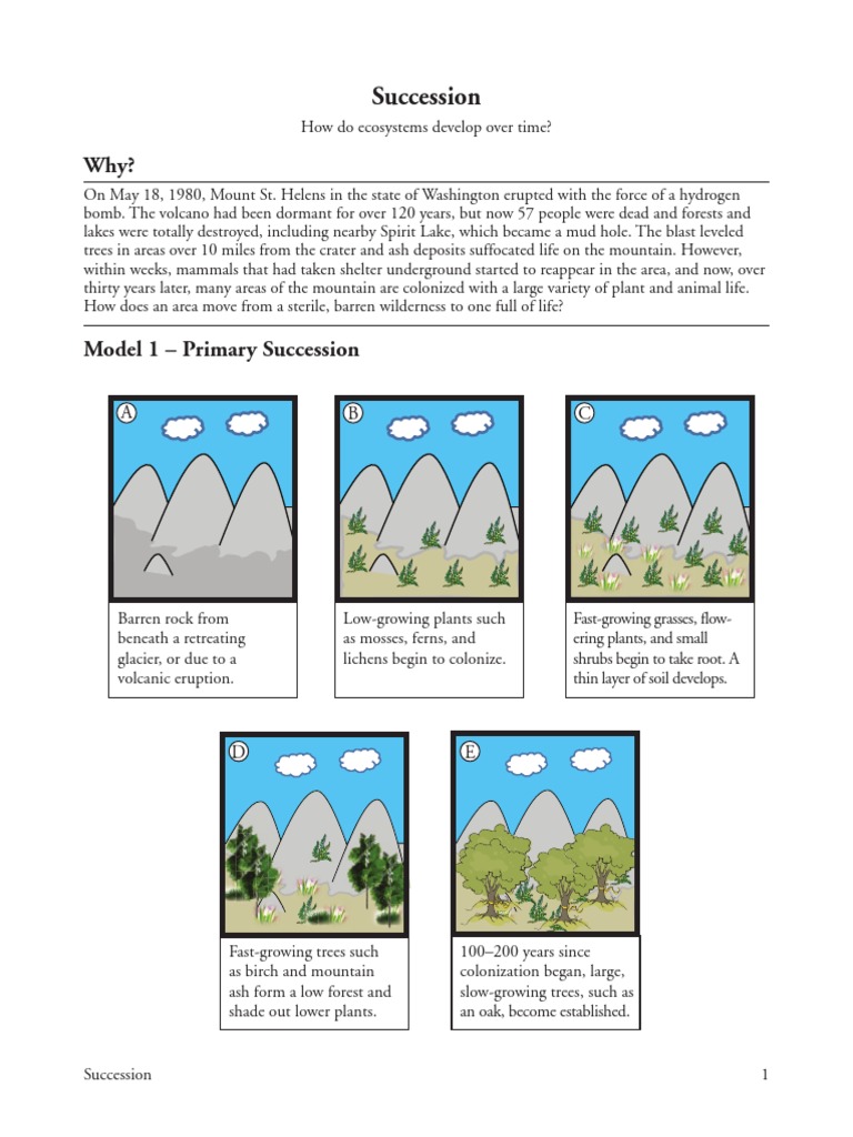 Succession Pogil Volcano Forests